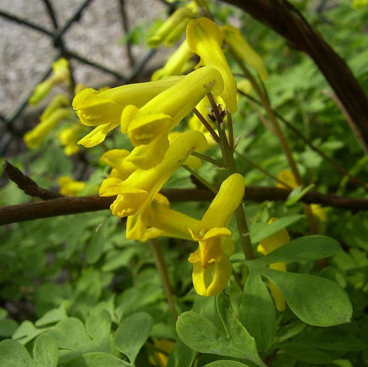 Yellow Corydalis Flower Seeds for Planting - 100 pcs