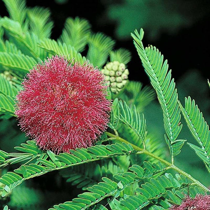 Mimosa Pudica Blomsterfrø til udplantning 100 stk