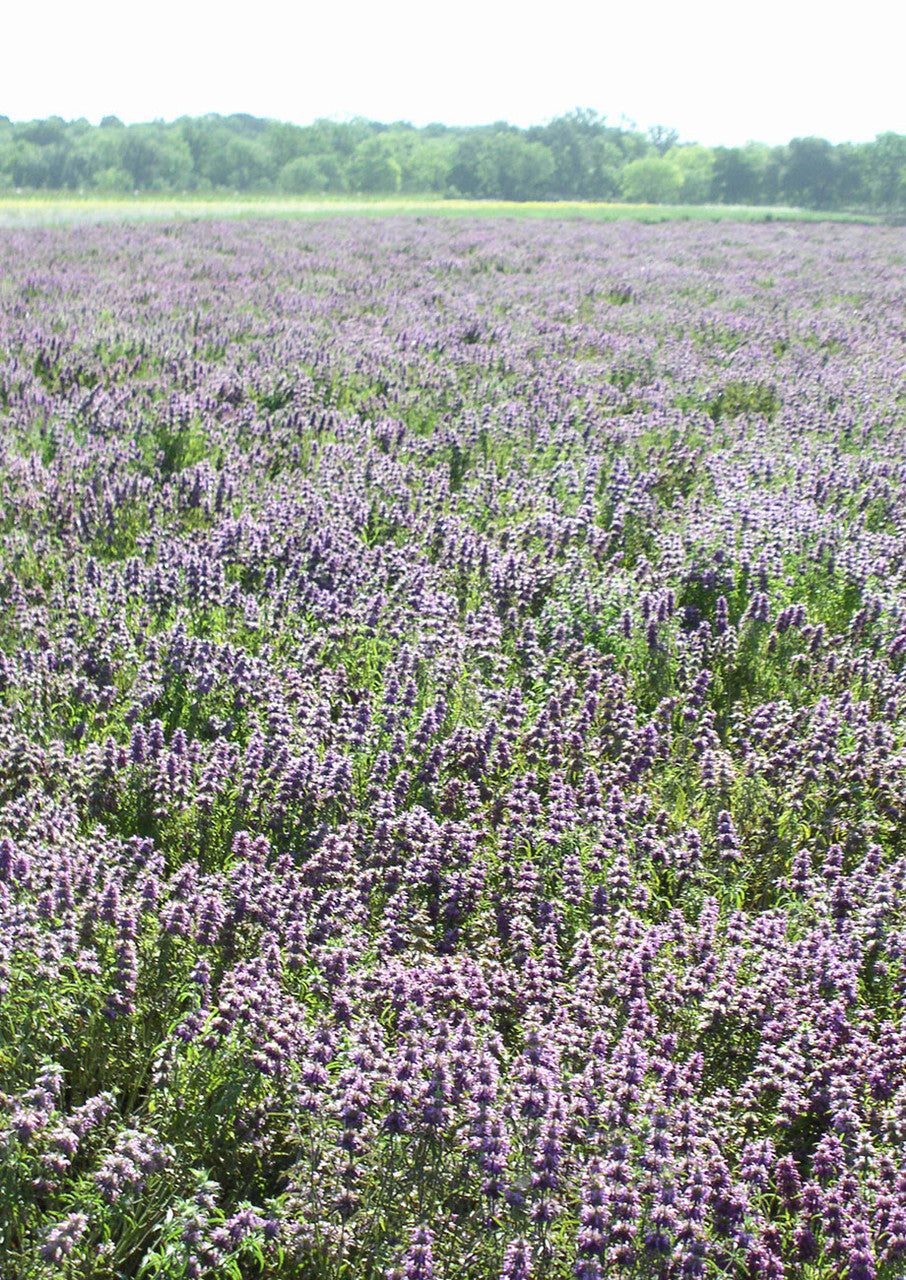 Lavender Lemon Mint Flower Seeds for Planting heirloom & Non-GMO Seeds