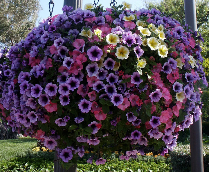 Heirloom Non-GMO Mixed Laura Flower Seeds for Colorful Garden Borders and Seasonal Planting