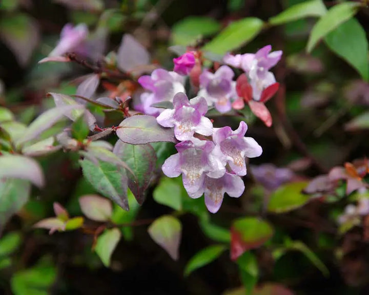 Lavender Abelia Flower Seeds for Planting - 100 pcs