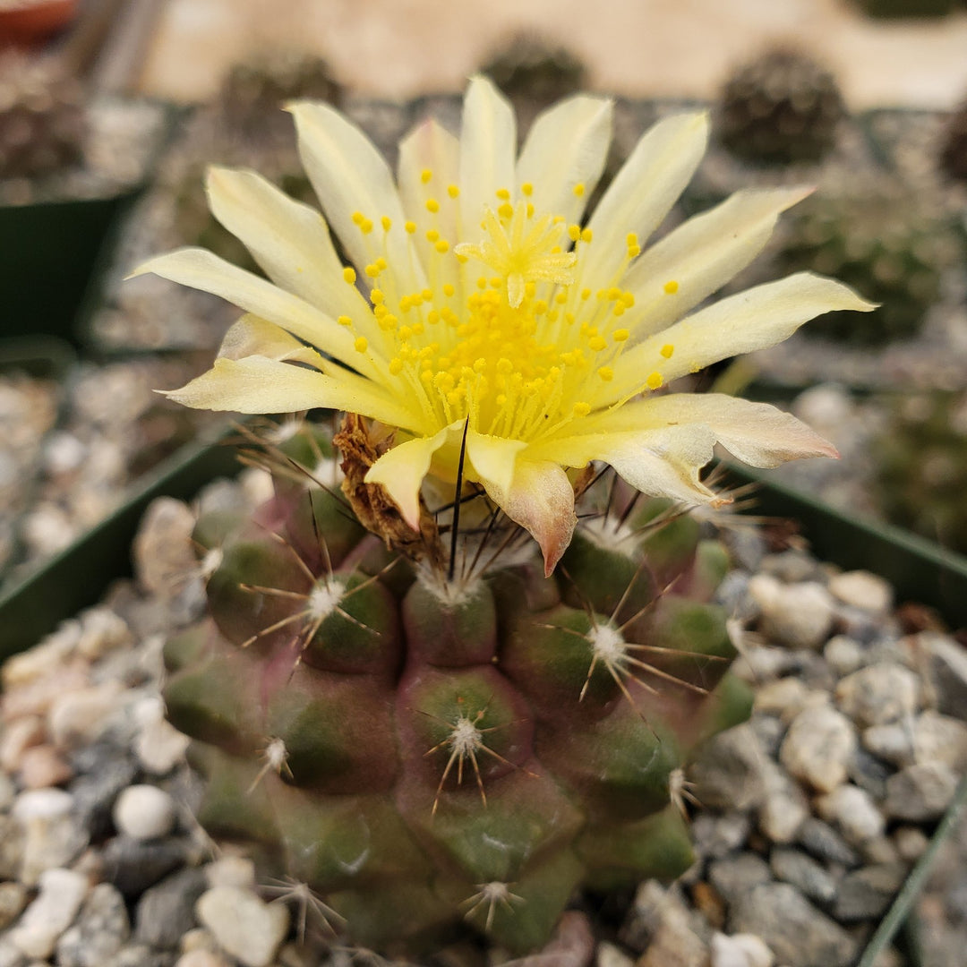 Heirloom Copiapoa Flower Seeds, Non-GMO Rare Cactus Blooms for Drought-Tolerant Garden Planting