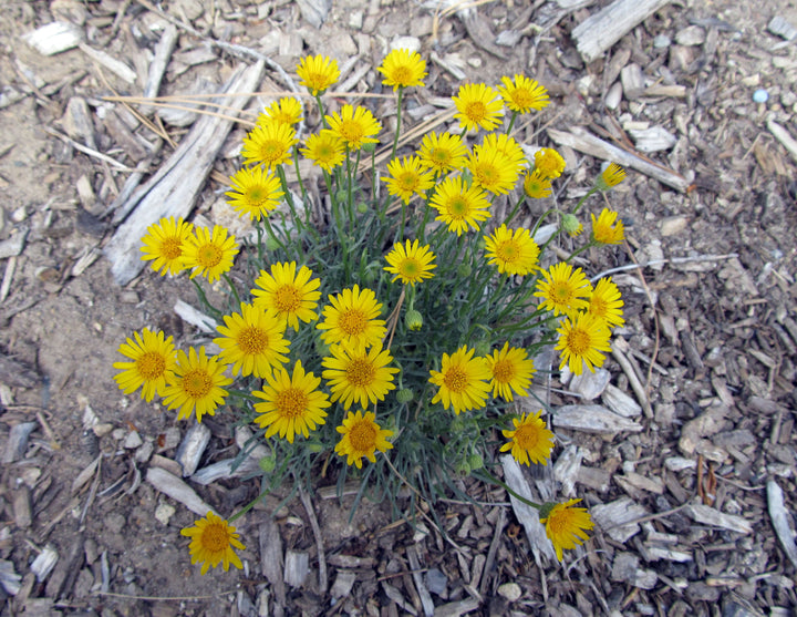 Yellow Erigeron Flower Seeds for Planting - 100 pcs