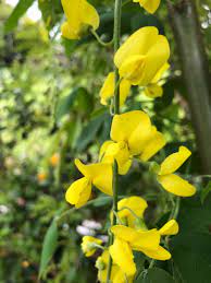 Yellow Laburnum Seeds for Planting - 100 pcs