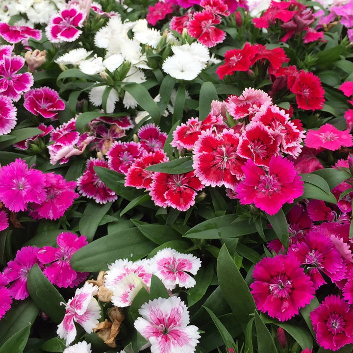 Mixed Dianthus Flower Seeds for Planting – Organic, Heirloom, Non-GMO Seeds