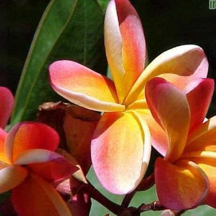 Frangipani Flower Seeds Orange for Planting - 100 pcs