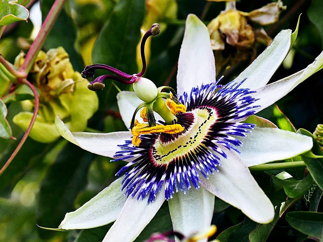 Blue Passion Flower Seeds for Planting – Non-GMO, Easy Grow Vibrant Climbing Vine for Garden &amp; Patio