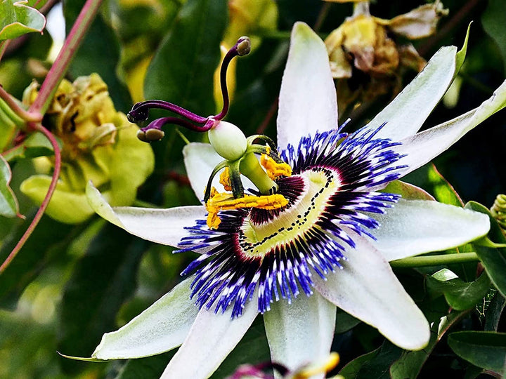 Blue Passion Flower Seeds for Planting – Non-GMO, Easy Grow Vibrant Climbing Vine for Garden &amp; Patio