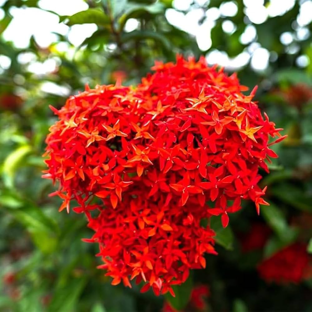 Coccinea Flower Seeds for Planting - 100 pcs