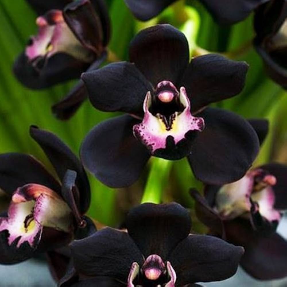 Sorte Cymbidium Faberi frø til udplantning - 100 stk