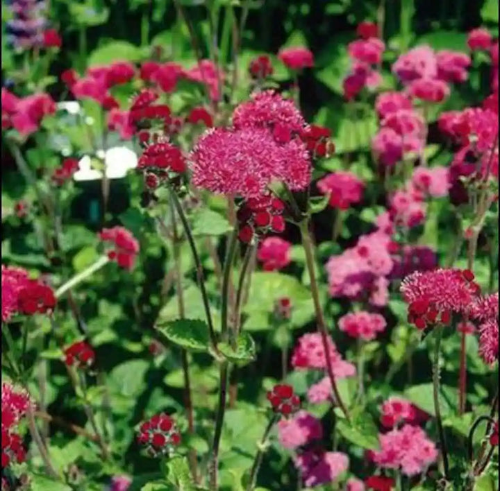 Red Ageratum Flower Seeds for Planting - Heirloom & Non-GMO garden seeds