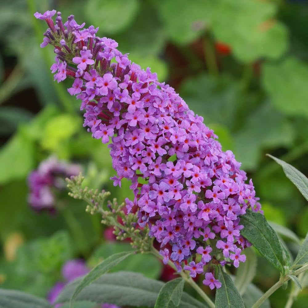 Blue Buddleia Butterfly Bush Flower Seeds for Planting - 100 pcs