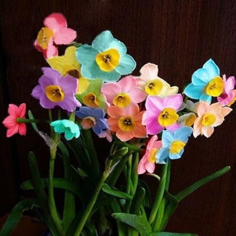 Rainbow Daffodils Flower Seeds for Planting – Vibrant Colors, Heirloom, Non-GMO Seeds