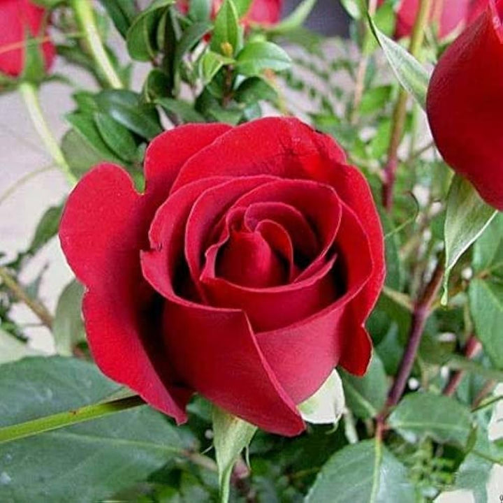 Full Red Rose Flower Seeds for Planting - 100 pcs