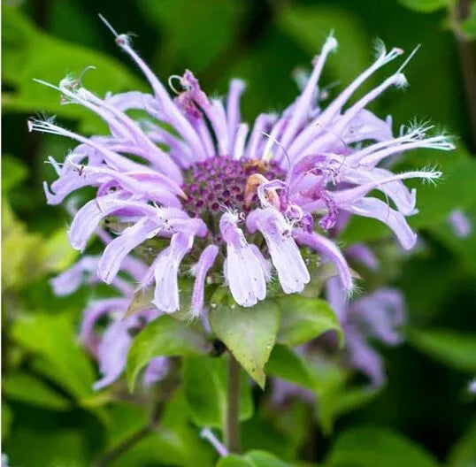 Heirloom Non-GMO Monarda Fistulosa Flower Seeds for Pollinator-Friendly Garden Planting