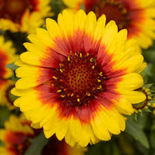 Yellow Red Danova Copper Flower Seeds for Planting - 100 pcs