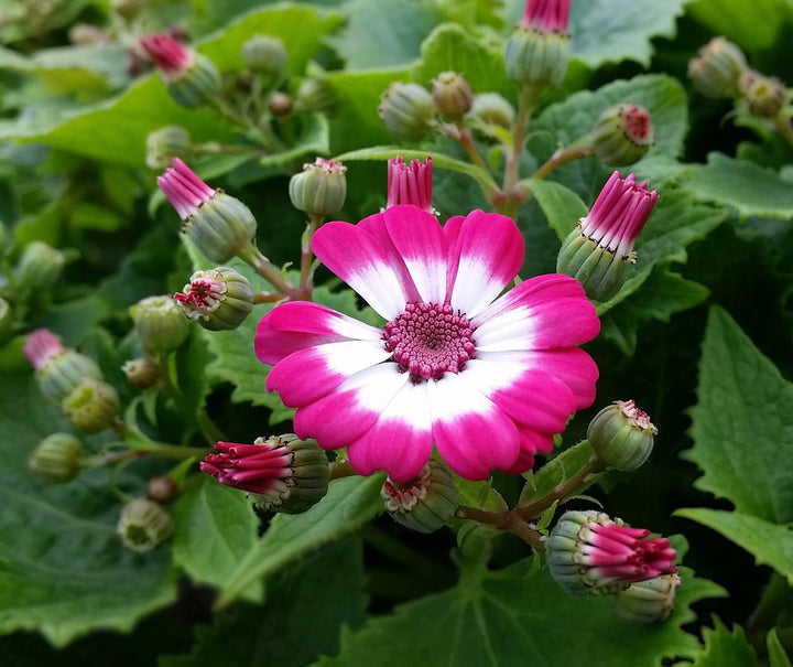 Heirloom Pink Cineraria Flower Seeds for Planting, Non-GMO