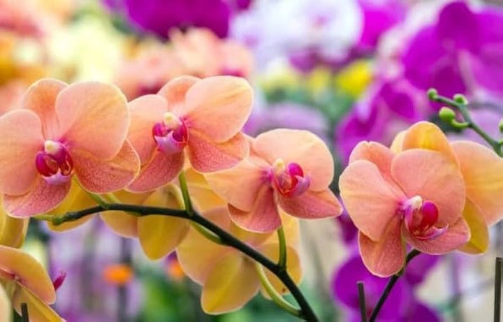 Peach Phalaenopsis Orchid Seeds for Planting, 100 pcs