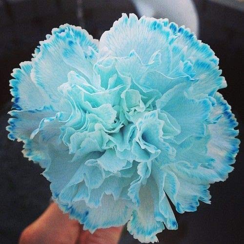 Carnation Flower Seeds Sky Blue for Planting 100 pcs