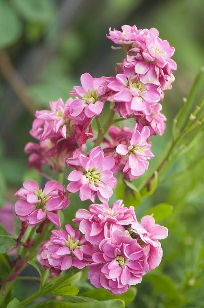 Lyserød Matthiola Blomsterfrø til udplantning, 100 stk