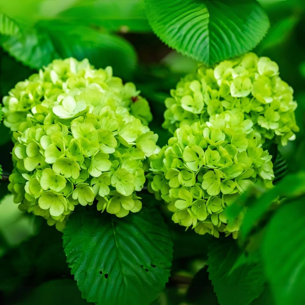 Heirloom Green Hydrangea Flower Seeds, Non-GMO Lush Blooms for Planting