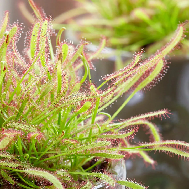 Green Sundew Clip Plant Seeds for Planting, 100 pcs