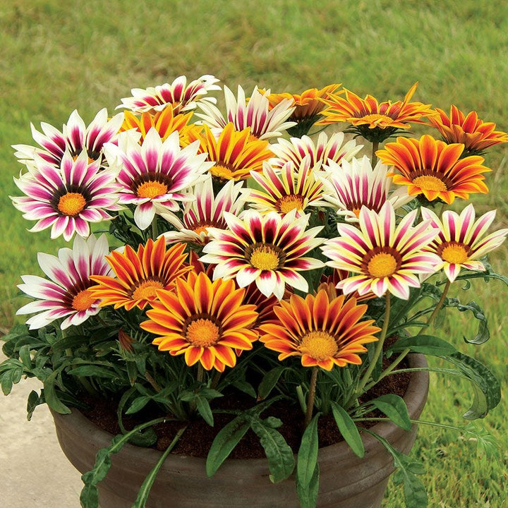 Gazania Treasure Flower Mixed Seeds – Organic, Heirloom, Non-GMO for Planting