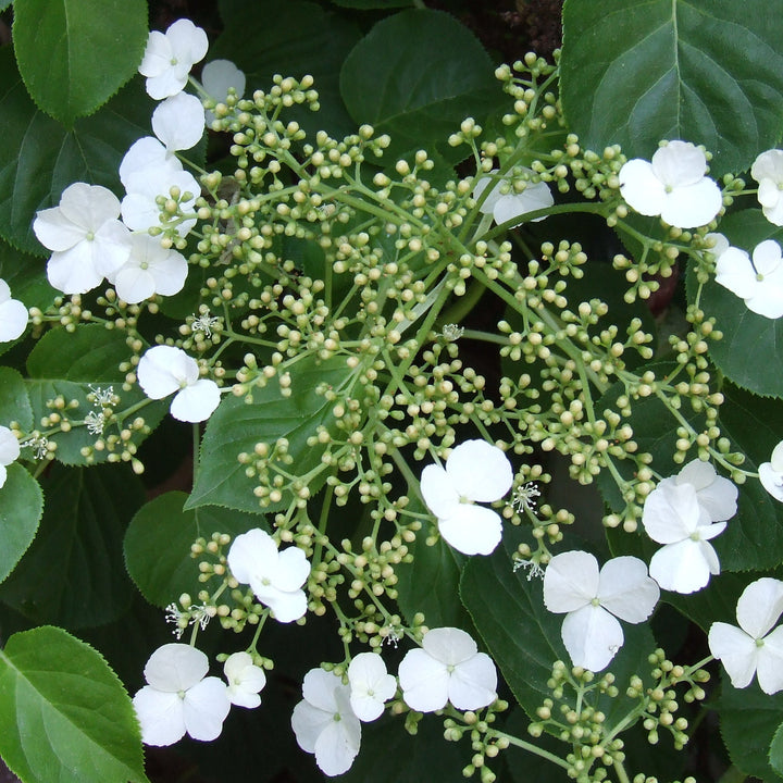 Organic Hortensia Trepadora Flower Seeds for Planting – Heirloom, Non-GMO