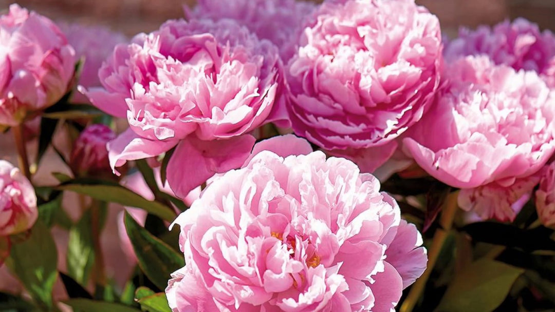 Pink Paeonia blomsterfrø til plantning 100 stk