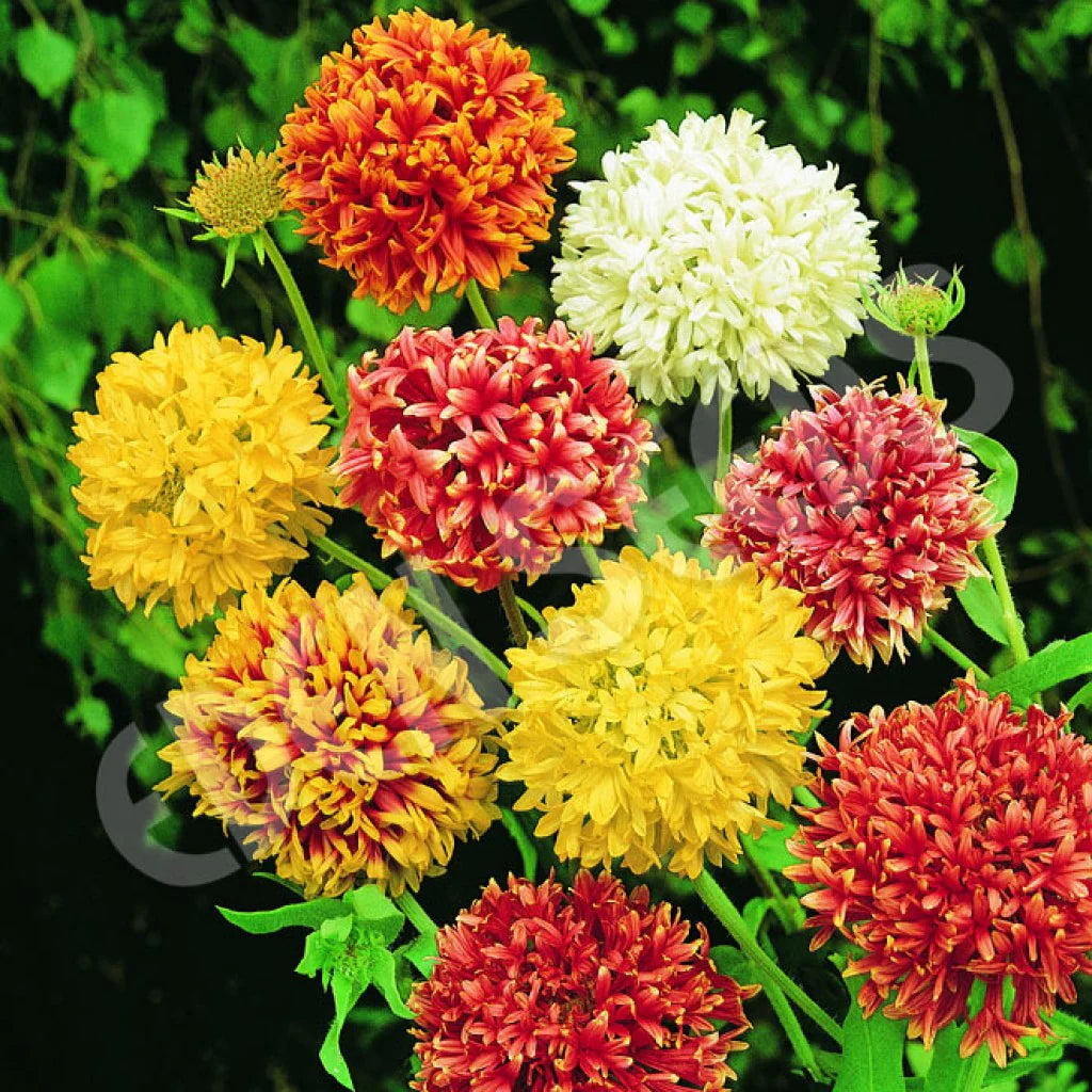 Mixed Gaillardia Flower Seeds for Planting, 100 pcs