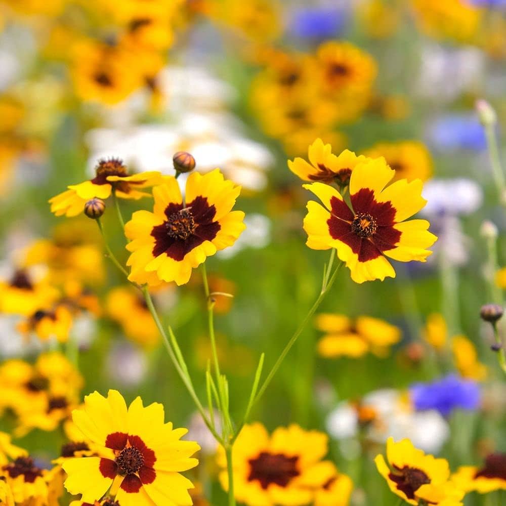 Calliopsis blomsterfrø til plantning - 100 stk