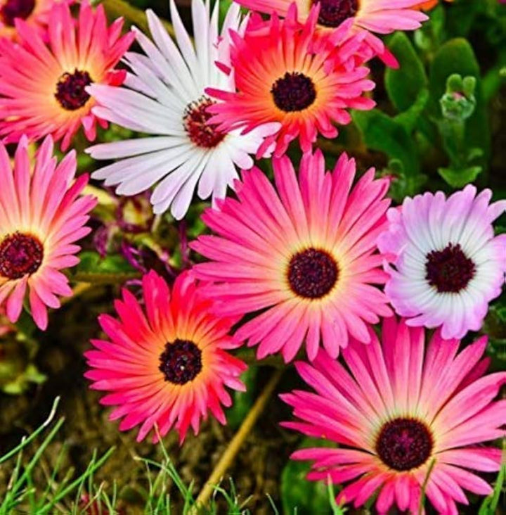 Heirloom Mesembryanthemum Flower Seeds, Non-GMO Vibrant Ice Plant Blooms for Drought-Tolerant Garden Planting