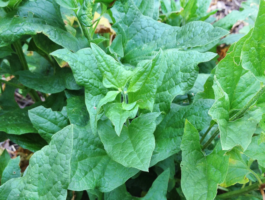 Henry Green Plant Seeds for Planting – Organic, Heirloom, Non-GMO Garden Seeds