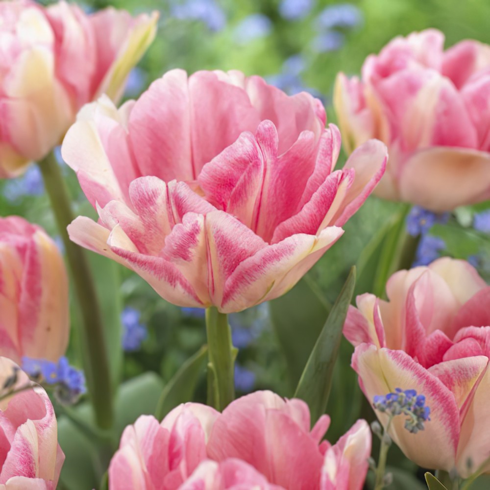 Pink Double Tulip Flower Seeds for Planting – Heirloom, Non-GMO, Beautiful Blooms