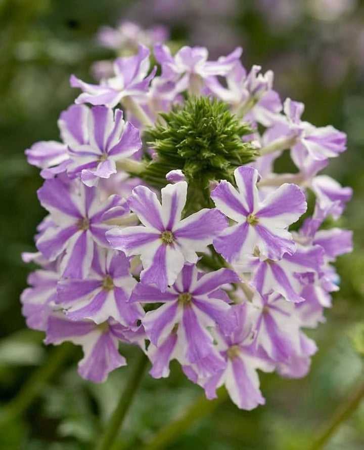 Hvid lilla Verbena Blomsterfrø til udplantning, 100 stk