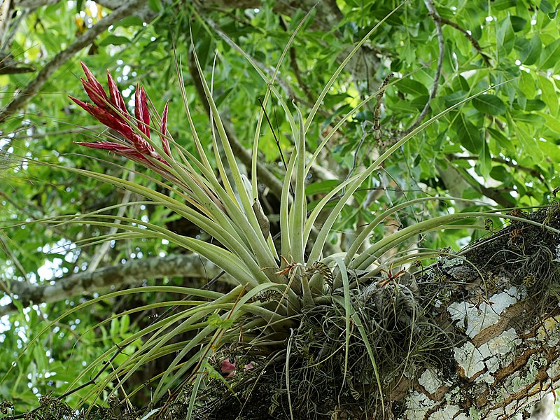 Tillandsia Blomsterfrø til udplantning - 100 stk