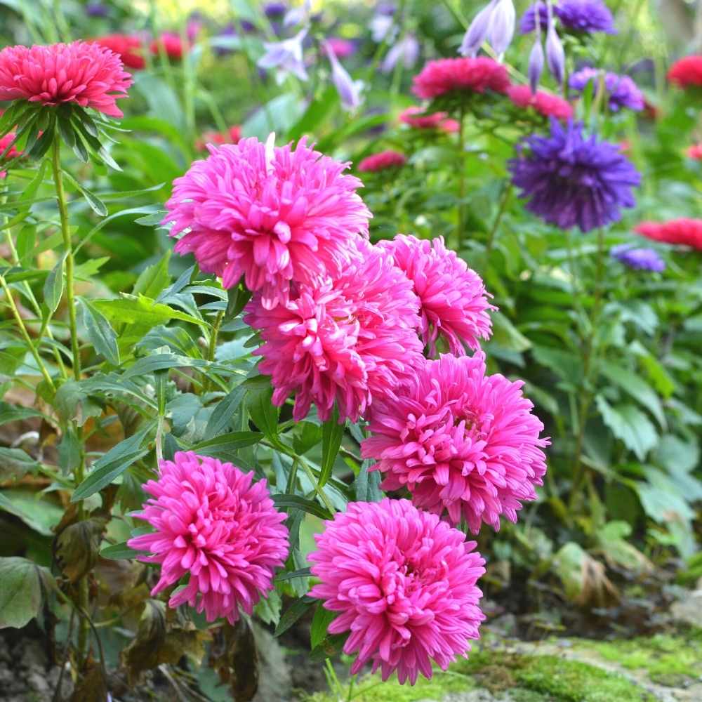 Bland Aster blomsterfrø til udplantning, 100 stk