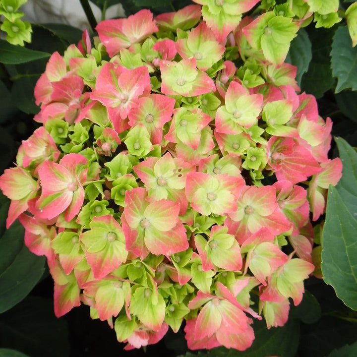 Heirloom Green Pink Hydrangea Flower Seeds, Non-GMO Colorful Blooms for Planting