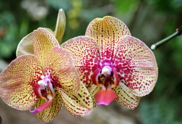 Yellow & Purple Phalaenopsis Orchid Seeds for Planting - 100 pcs