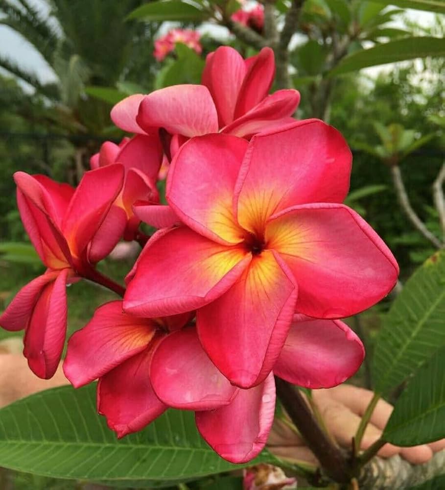 Pink White Frangipani Flower Seeds – Heirloom Non-GMO Plumeria Seeds for Exotic Garden Planting