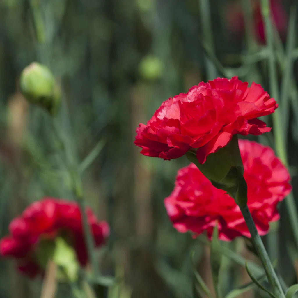 Deep Red Carnation Flower Seeds for Planting - 100 pcs