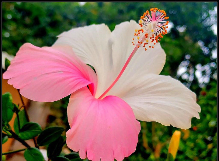 Pink White Hibiscus frø til udplantning, 100 stk