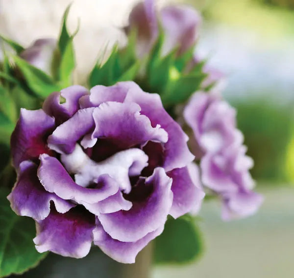 Heirloom Non-GMO Light Purple Gloxinia Flower Seeds – Elegant Blooms for Garden Planting