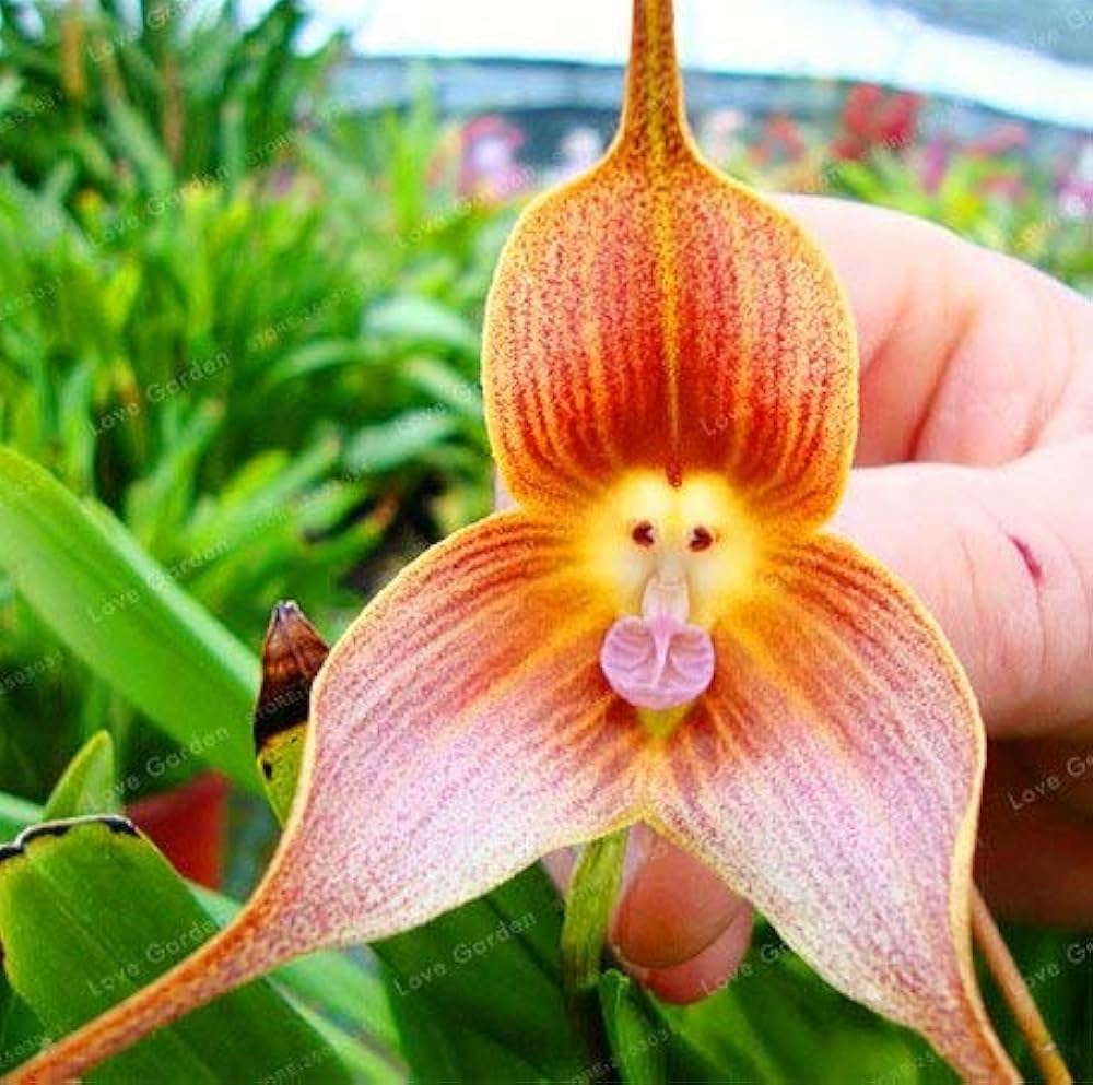 Mixed Monkey Orchid Flower Seeds for Planting - 100 pcs