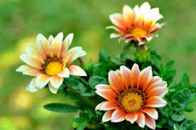 White Orange Gazania Flower Seeds for Planting - 100 pcs