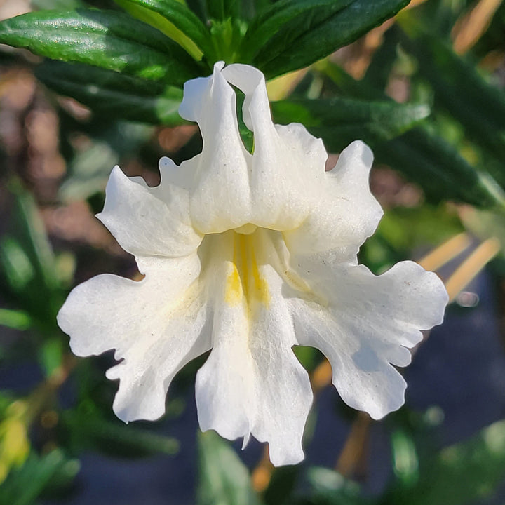 Hvide Mimulus Blomsterfrø til udplantning - 100 stk