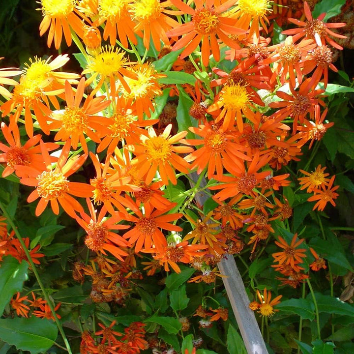 Confusus Mexico Flower Seeds for Planting - 100 pcs