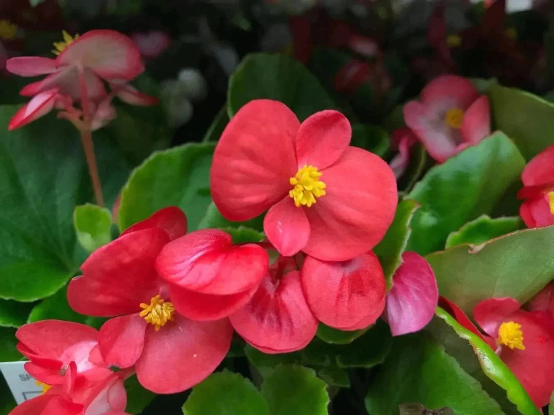 Heirloom Non-GMO Red Begonia Flower Seeds for Planting – Bright Shade-Loving Blooming Seeds