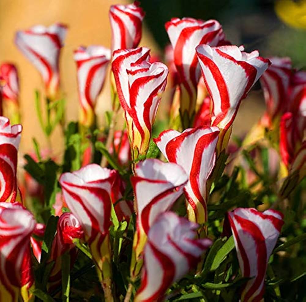 Rød Hvid Candy Cane Blomsterfrø til udplantning - 100 stk