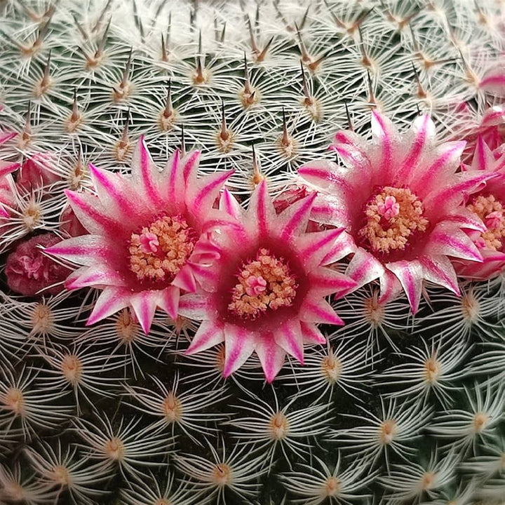 Mammillaria Mixed Cactus Flower Seeds – Organic, Heirloom, Non-GMO Seeds for Planting